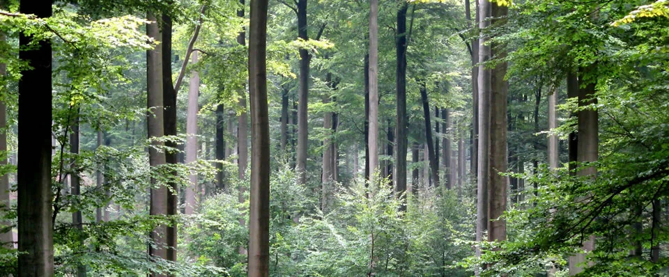 Rainforest banner image