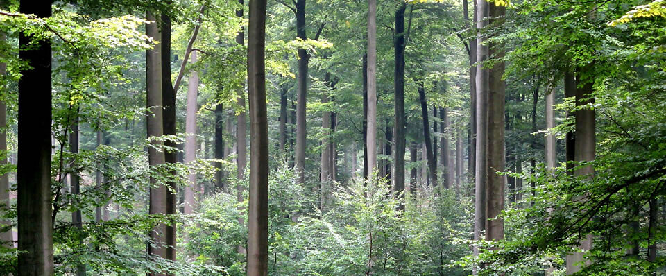 Rainforest banner image